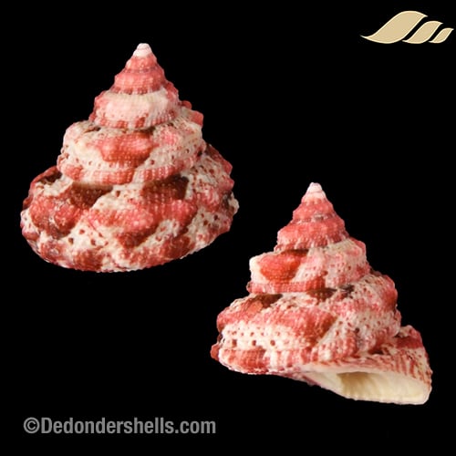 Trochus ferreirae 24