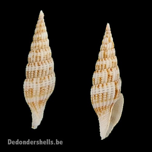 Vexillum takakuwai 3