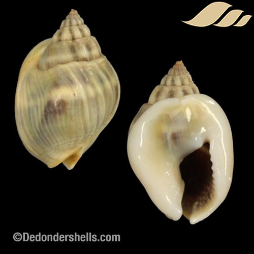 Plicarcularia pullus 3