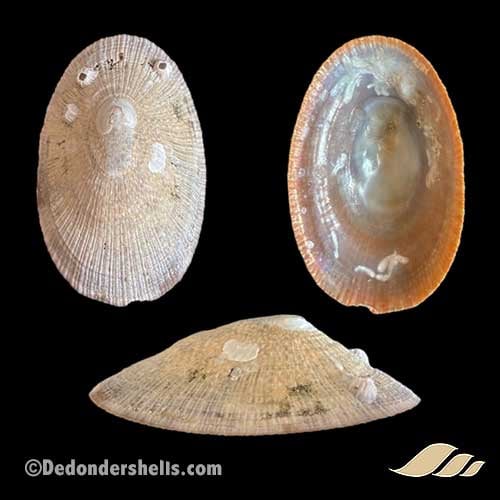 Cymbula compressa 14