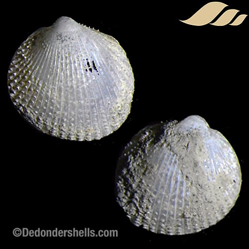 Parvicardium minimum 1