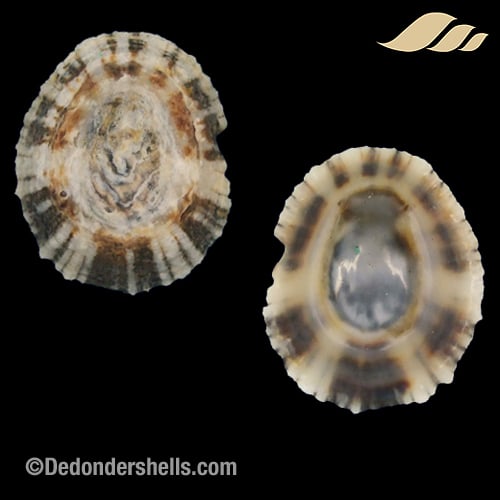 Patella intermedia 6