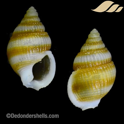 Nassarius alfuricus 3