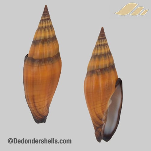 Vexillum vulpeculum 6