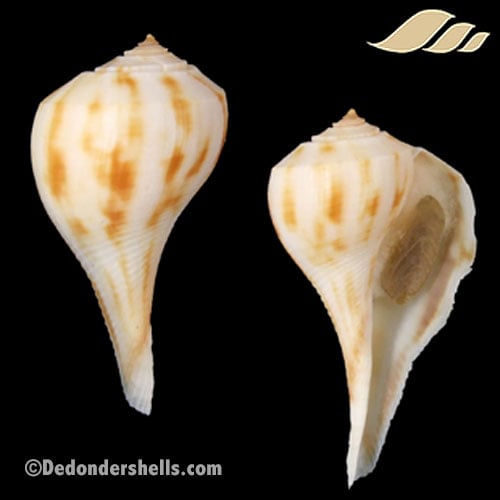 Fulguropsis pyruloides 5