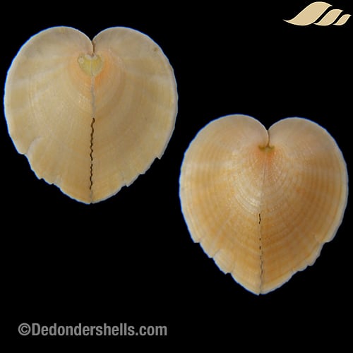Corculum cardissa 7