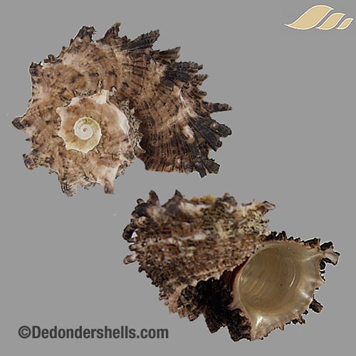 Angaria delphinus 15