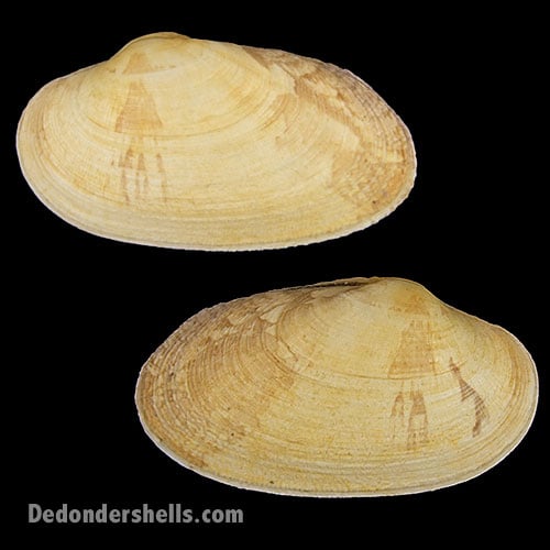 Venerupis corrugata 10