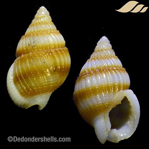 Nassarius alfuricus 6