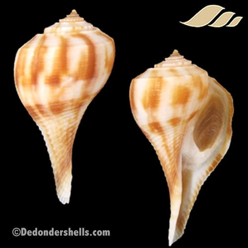 Fulguropsis pyruloides 2