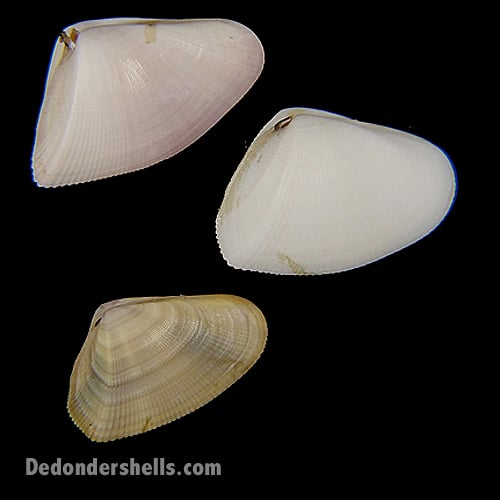 Donax denticulatus 1