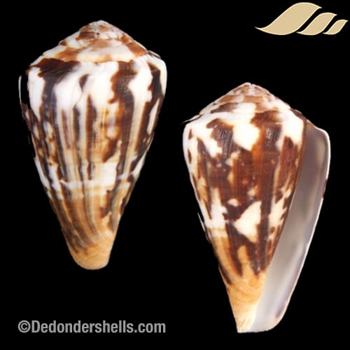 Conus sumatrensis 1 - De Donder Shells