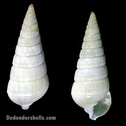 Longchaeus cf sulcatus 1