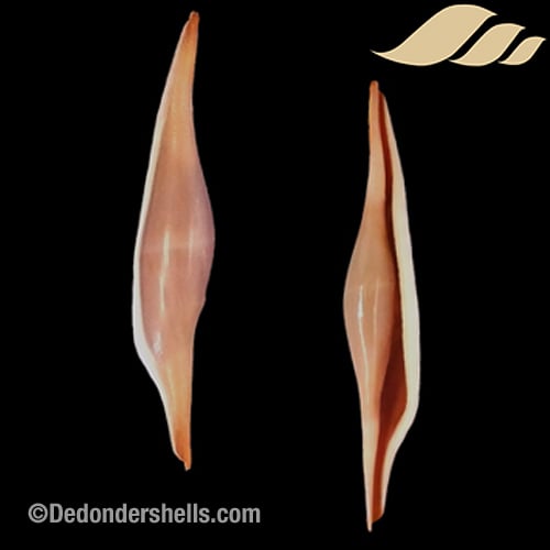 Phenacovolva rosea 1