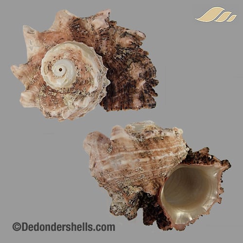 Angaria delphinus 18