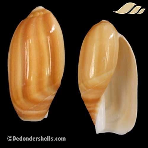 Anolacia mauritiana 1