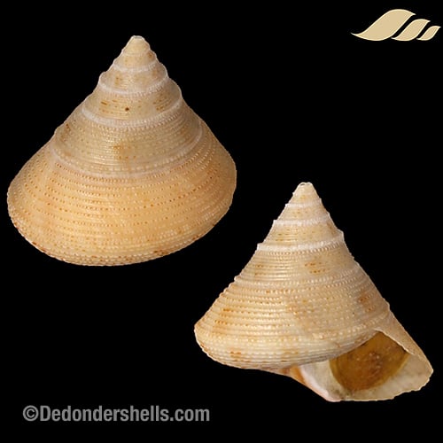 Calliostoma granulatum 6