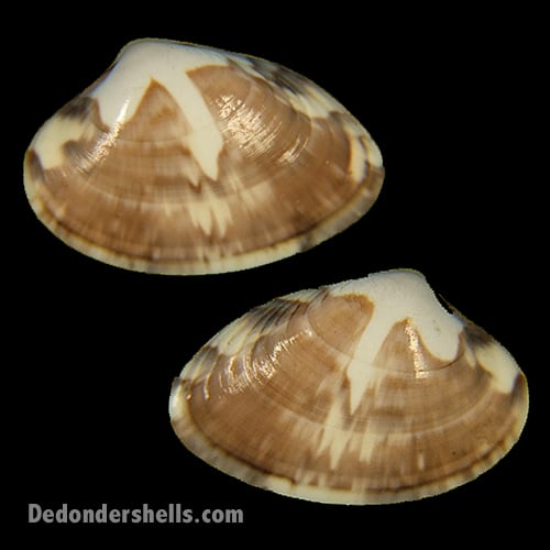 Lepidocardia floridella 4