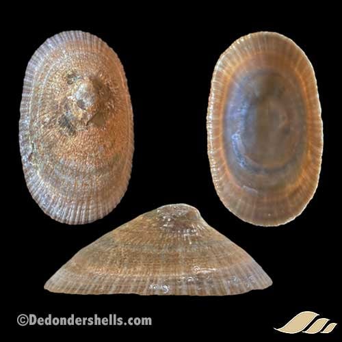 Cymbula compressa 13