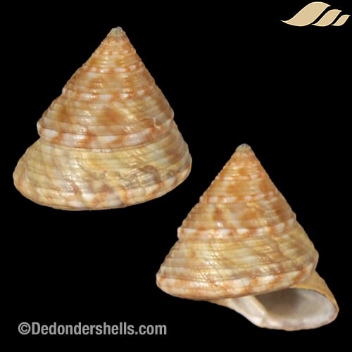 Calliostoma zizyphynum 4