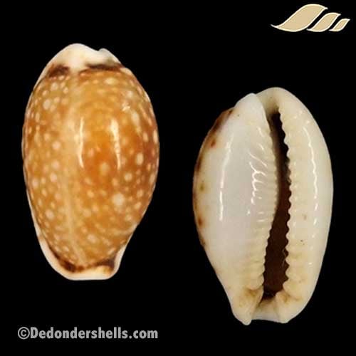 Cypraea labrolineata 18