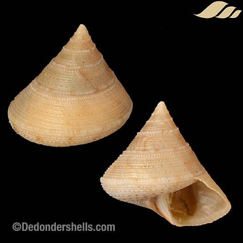Calliostoma granulatum 4