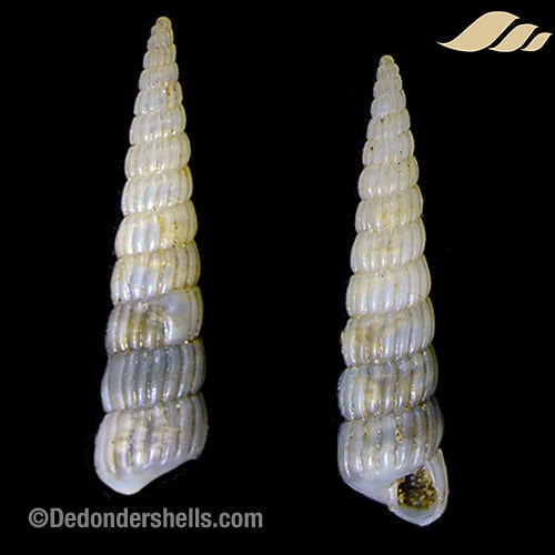 Turbonilla candida 1