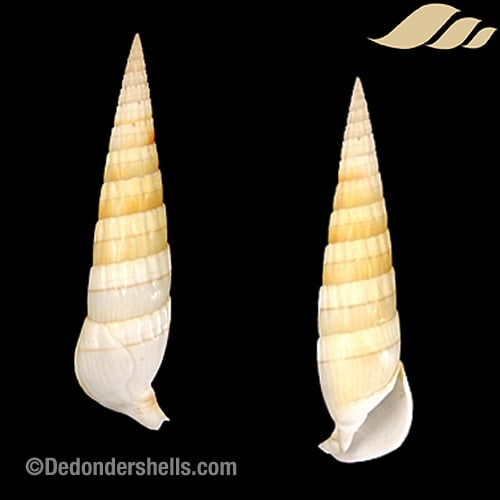 Rhinoclavis fasciata 2