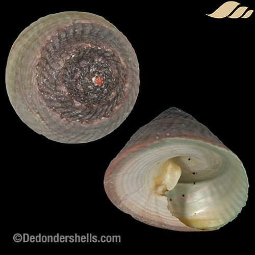 Infundibulum concavum 6