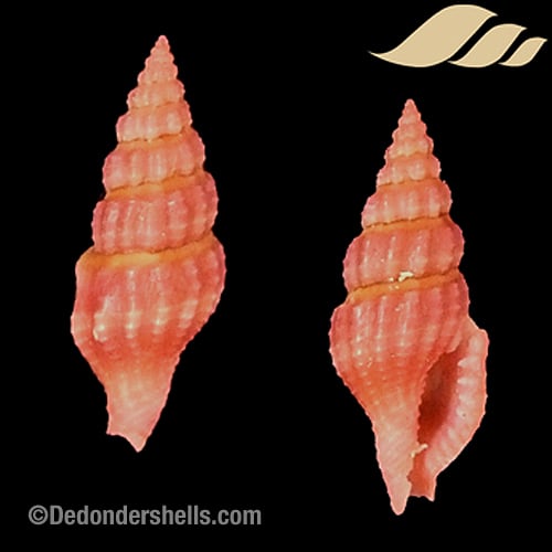 Lienardia roseotincta 3