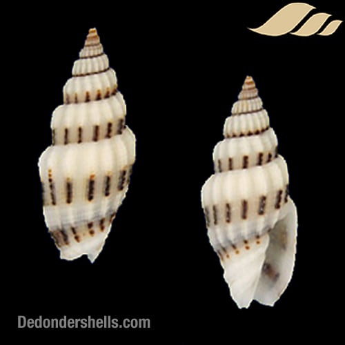 Vexillum exasperatum 9