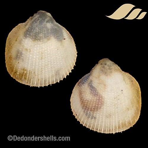 Frigidocardium sancticaroli 6