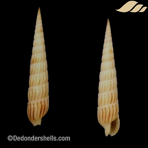 Terebra parkinsoni 1