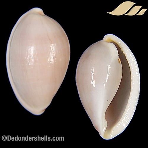 Prionovolva brevis 10