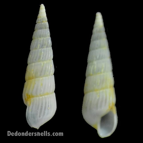 Turbonilla kraussi 1