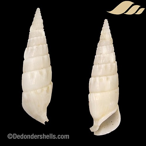 Rhinoclavis vertagus 8