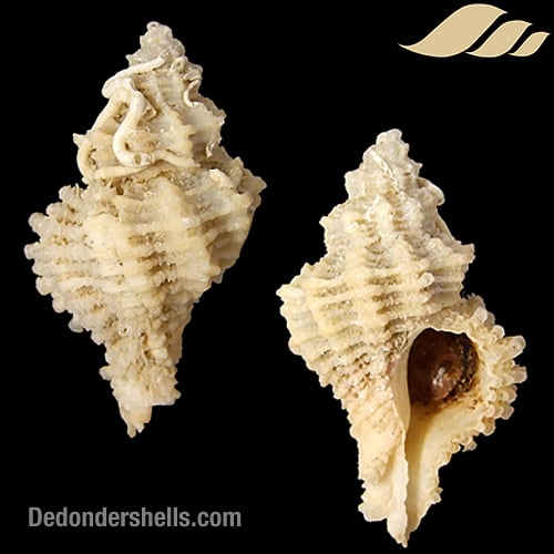 Coralliophila squamosa 5