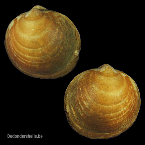 Glycymeris glycymeris 10