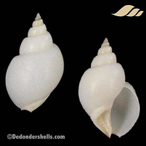 Babylonia areolata 11