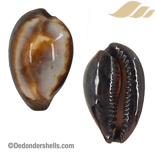 Cypraea onyx 7