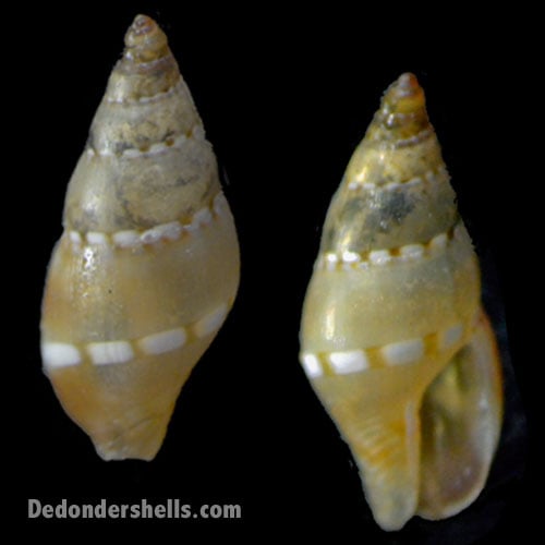 Metanachis laingensis 4