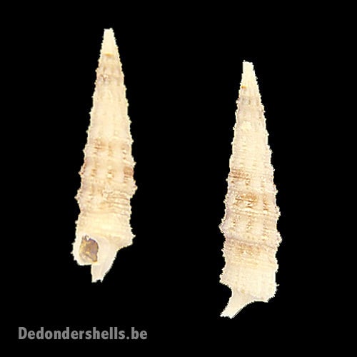 Euthymella elegans 2