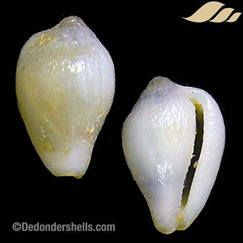 Sulcerato corrugata 5