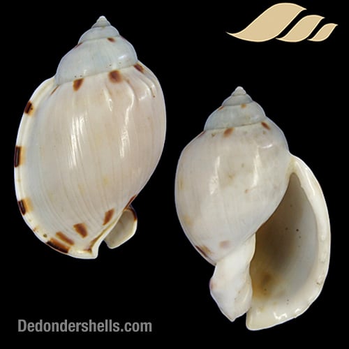 Casmaria ponderosa 9