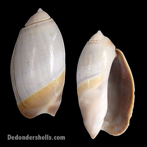 Olivancillaria vesica vesica 1