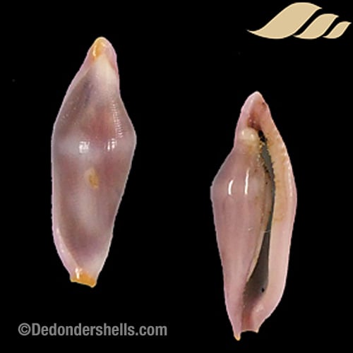 Delonovolva formosa 3