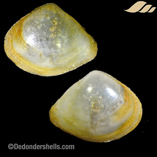 Pseudoneaera cf. semipellucida 6