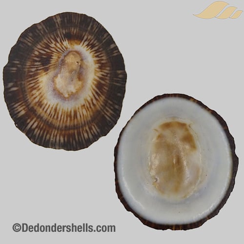 Patelloida striata 13