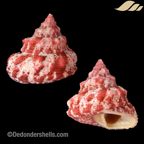 Trochus ferreirae 20