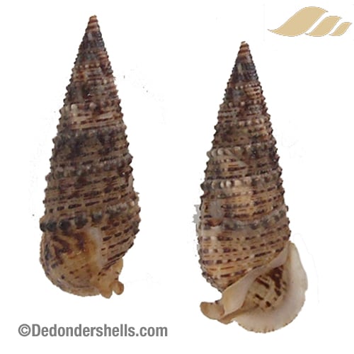 Rhinoclavis sinensis 4